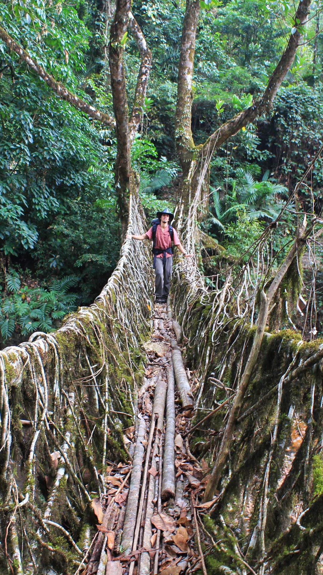 Обои мост, дерево, лес, растительность, джунгли в разрешении 1080x1920