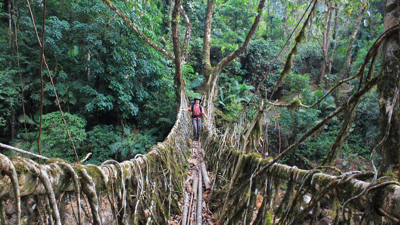 Обои мост, дерево, лес, растительность, джунгли в разрешении 1366x768
