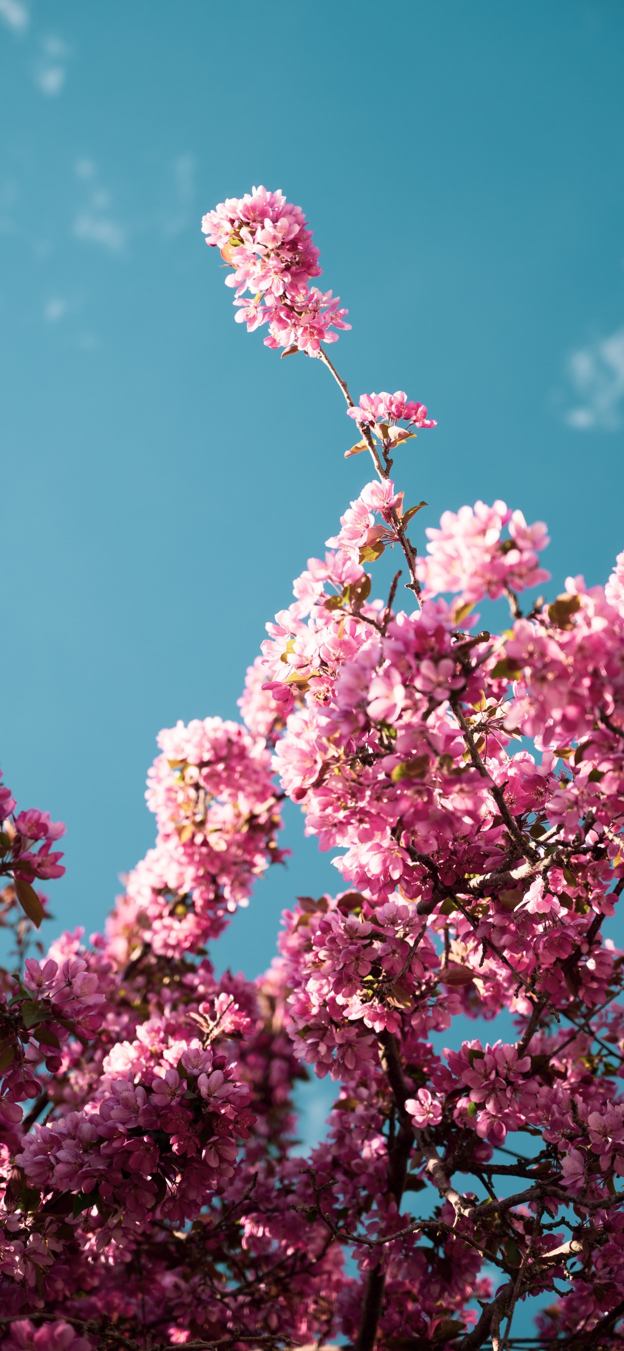 Обои Лэндон Остин, должен быть - акустический, спотифай, петь, песня в разрешении 1242x2688