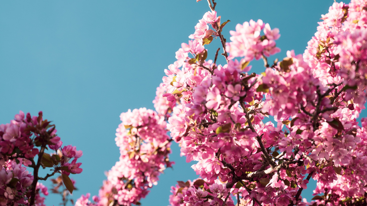 Обои Лэндон Остин, должен быть - акустический, спотифай, петь, песня в разрешении 1280x720