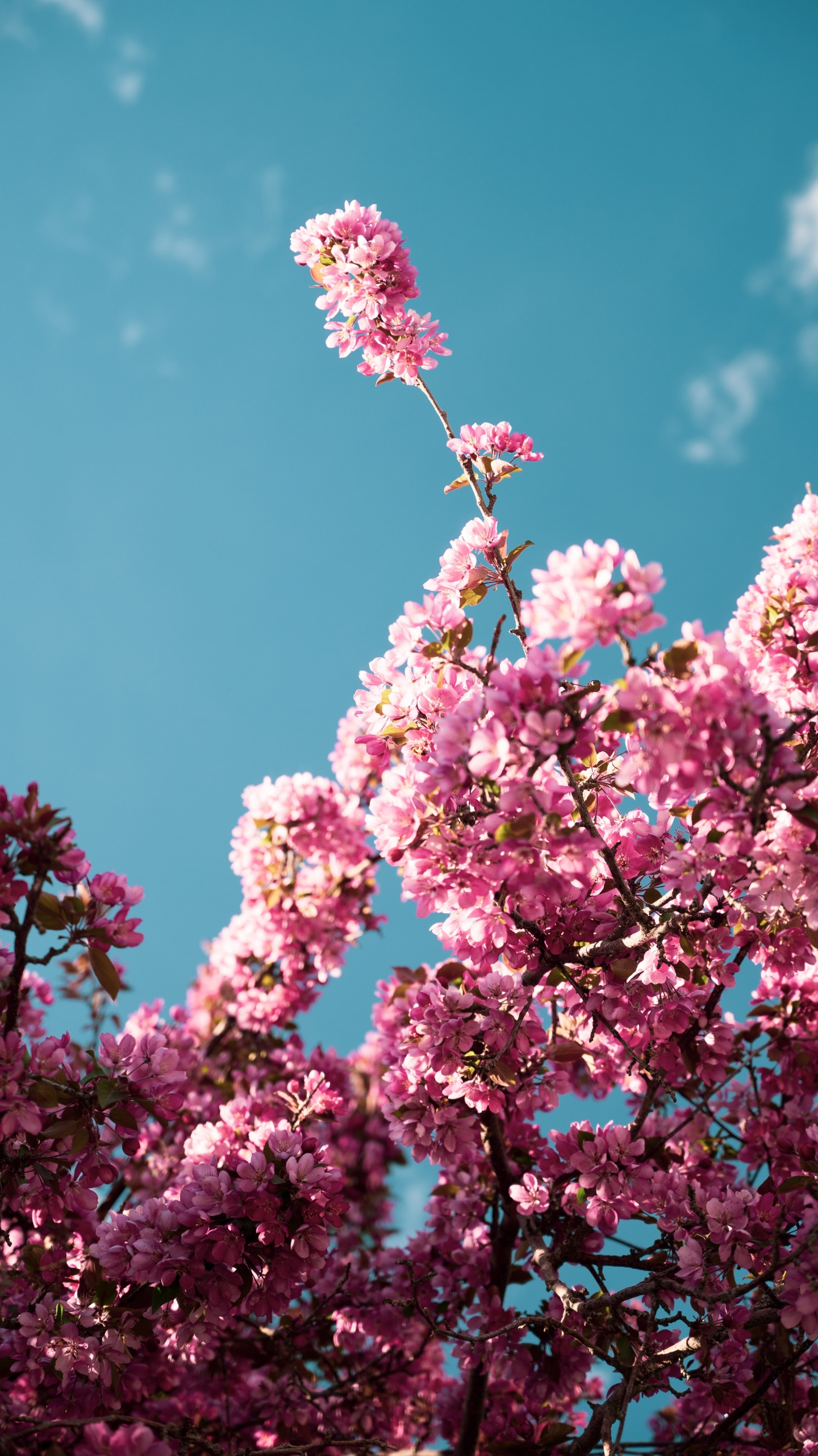 Обои Лэндон Остин, должен быть - акустический, спотифай, петь, песня в разрешении 1440x2560