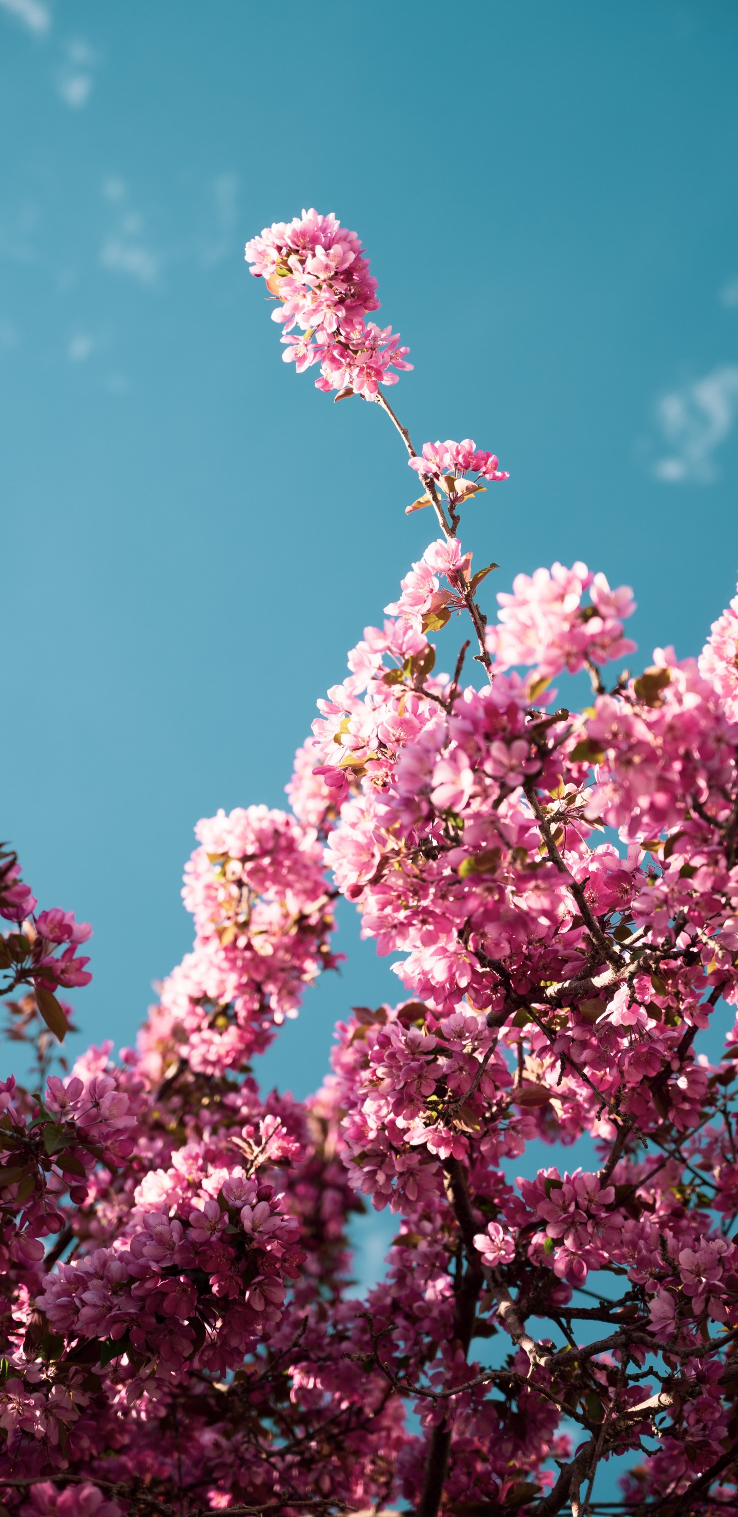 Обои Лэндон Остин, должен быть - акустический, спотифай, петь, песня в разрешении 1440x2960