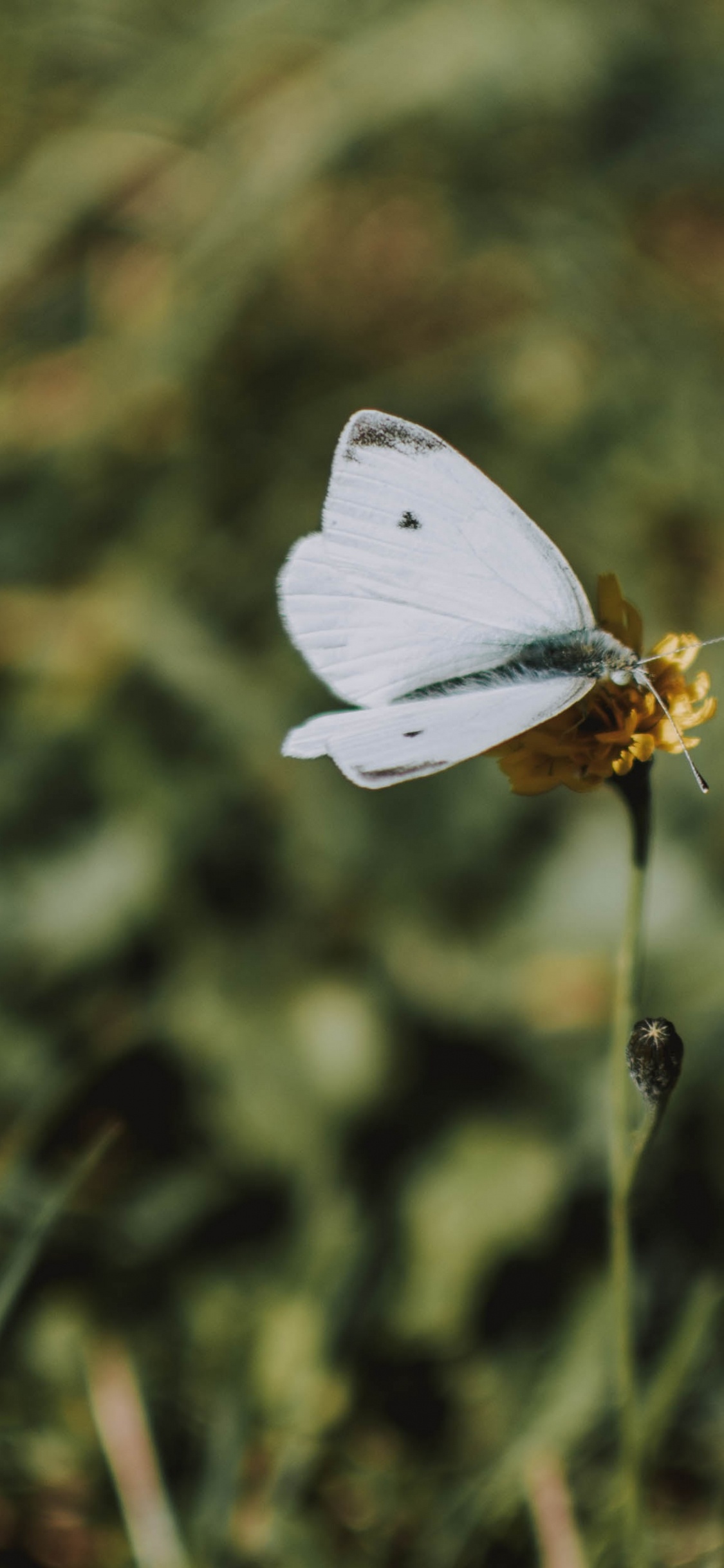 Обои к описанию colias, Дикой капусты, насекомое, lycaenid, бабочка в разрешении 1125x2436