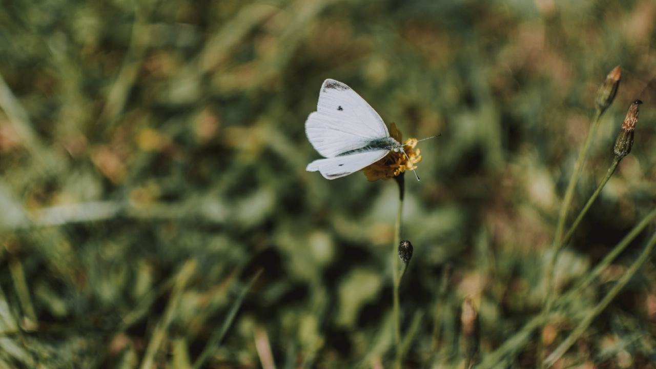 Обои к описанию colias, Дикой капусты, насекомое, lycaenid, бабочка в разрешении 1280x720