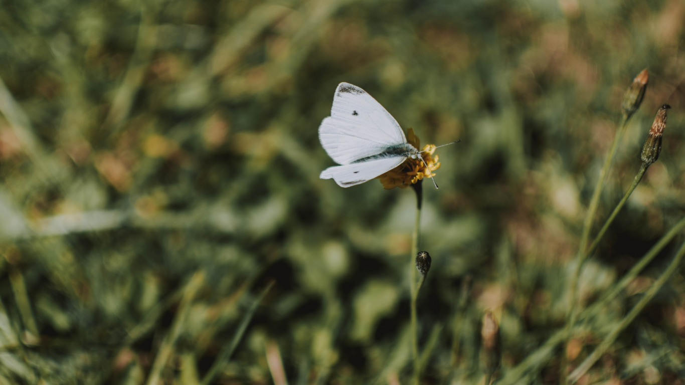 Обои к описанию colias, Дикой капусты, насекомое, lycaenid, бабочка в разрешении 1366x768