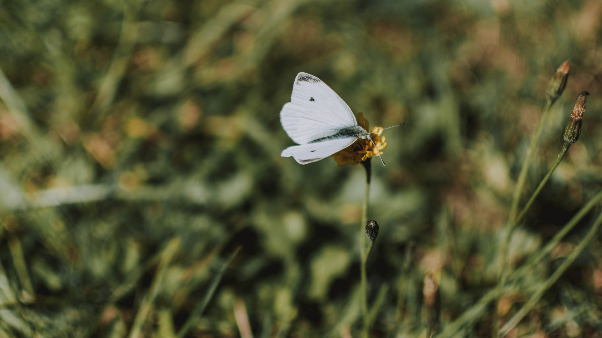 Обои к описанию colias, Дикой капусты, насекомое, lycaenid, бабочка в разрешении 1920x1080