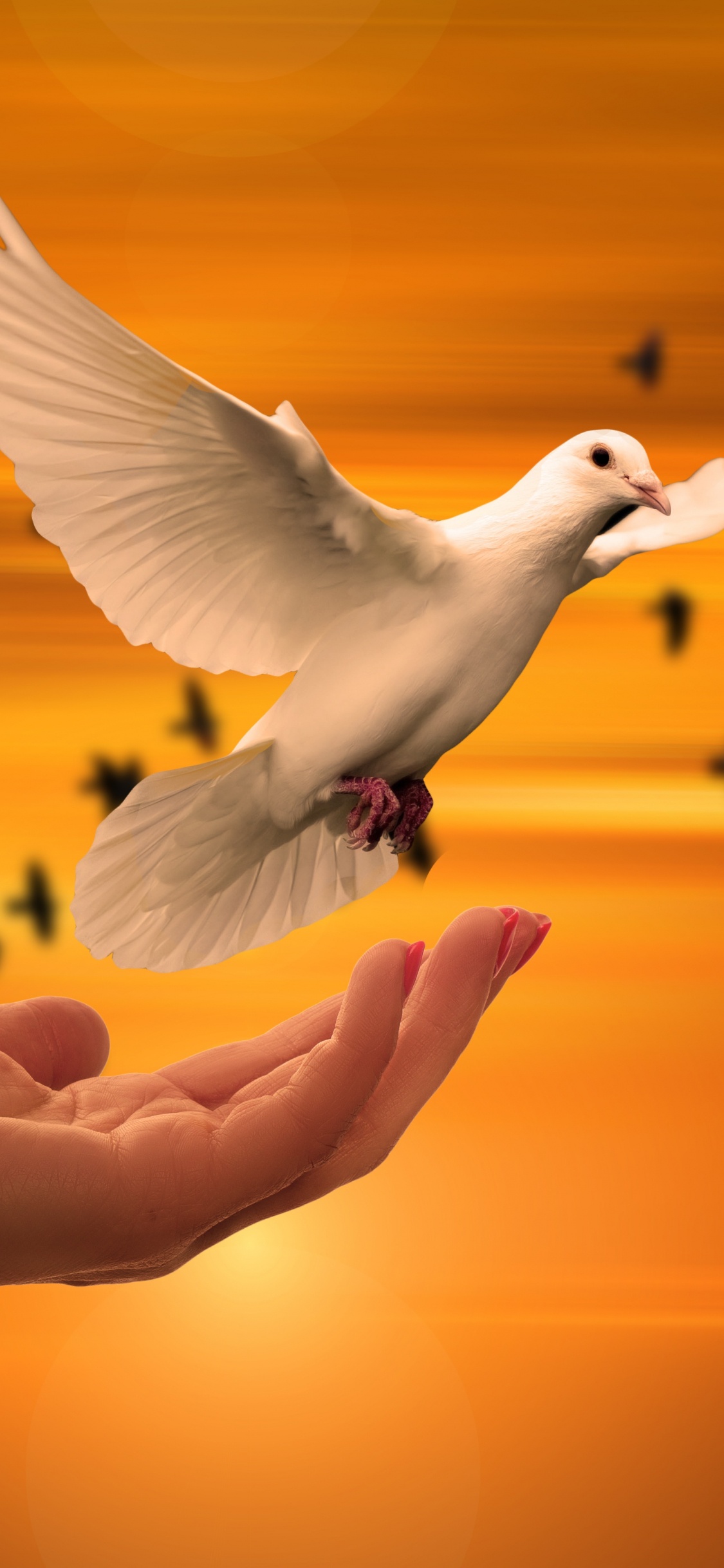 Обои духовность, птица, природа, утро, крыло в разрешении 1125x2436