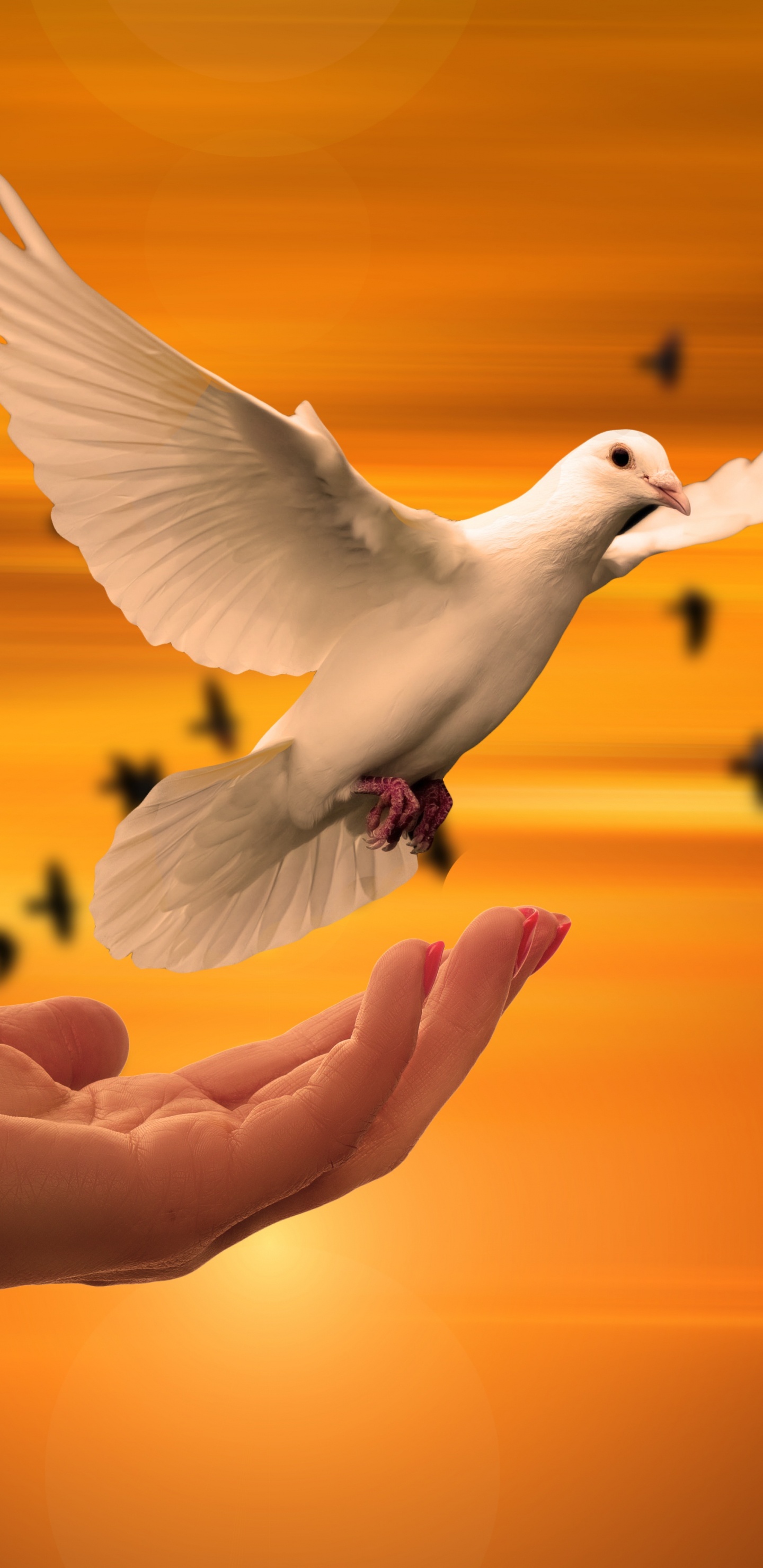 Обои духовность, птица, природа, утро, крыло в разрешении 1440x2960