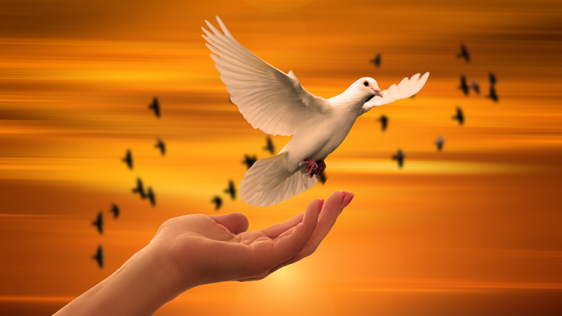 Обои духовность, птица, природа, утро, крыло в разрешении 1920x1080