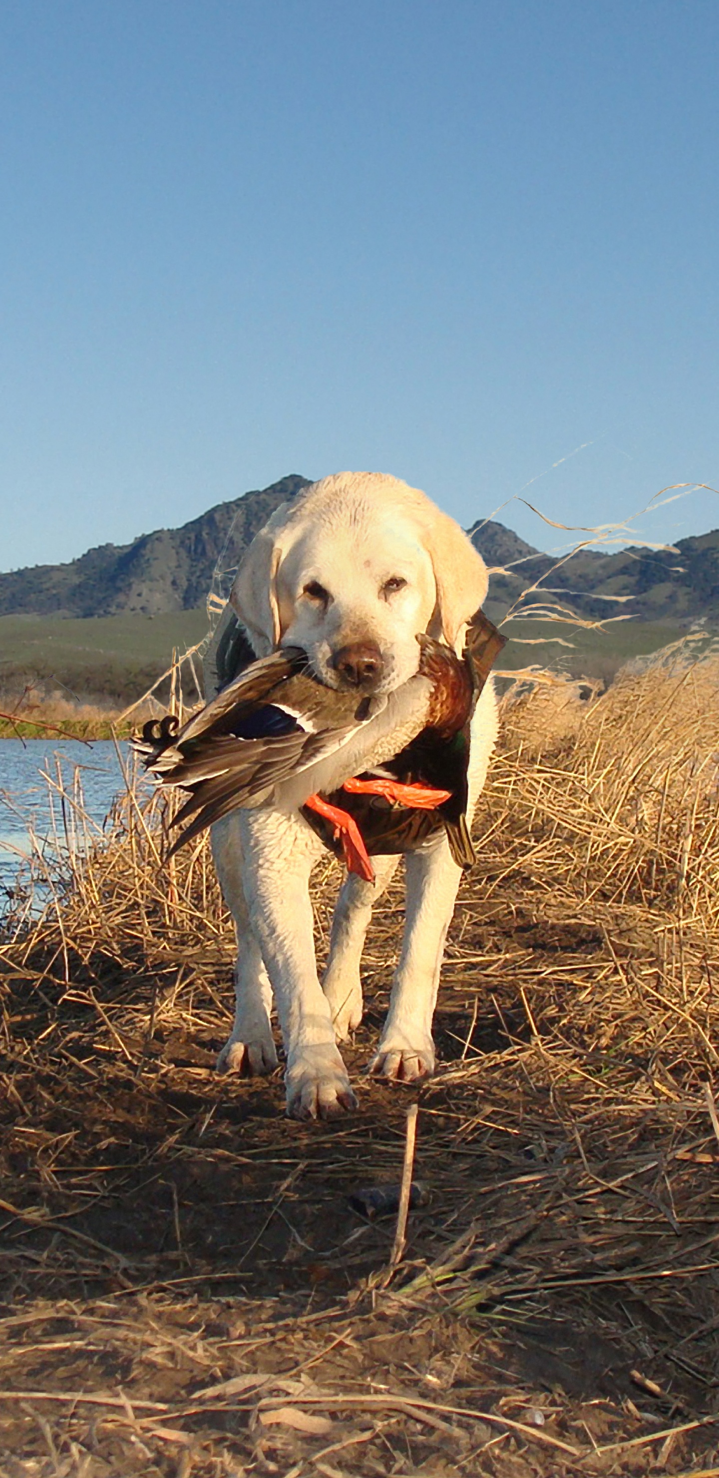 Обои охотничья собака, лабрадор, пес, Псовые, спортивные группы в разрешении 1440x2960