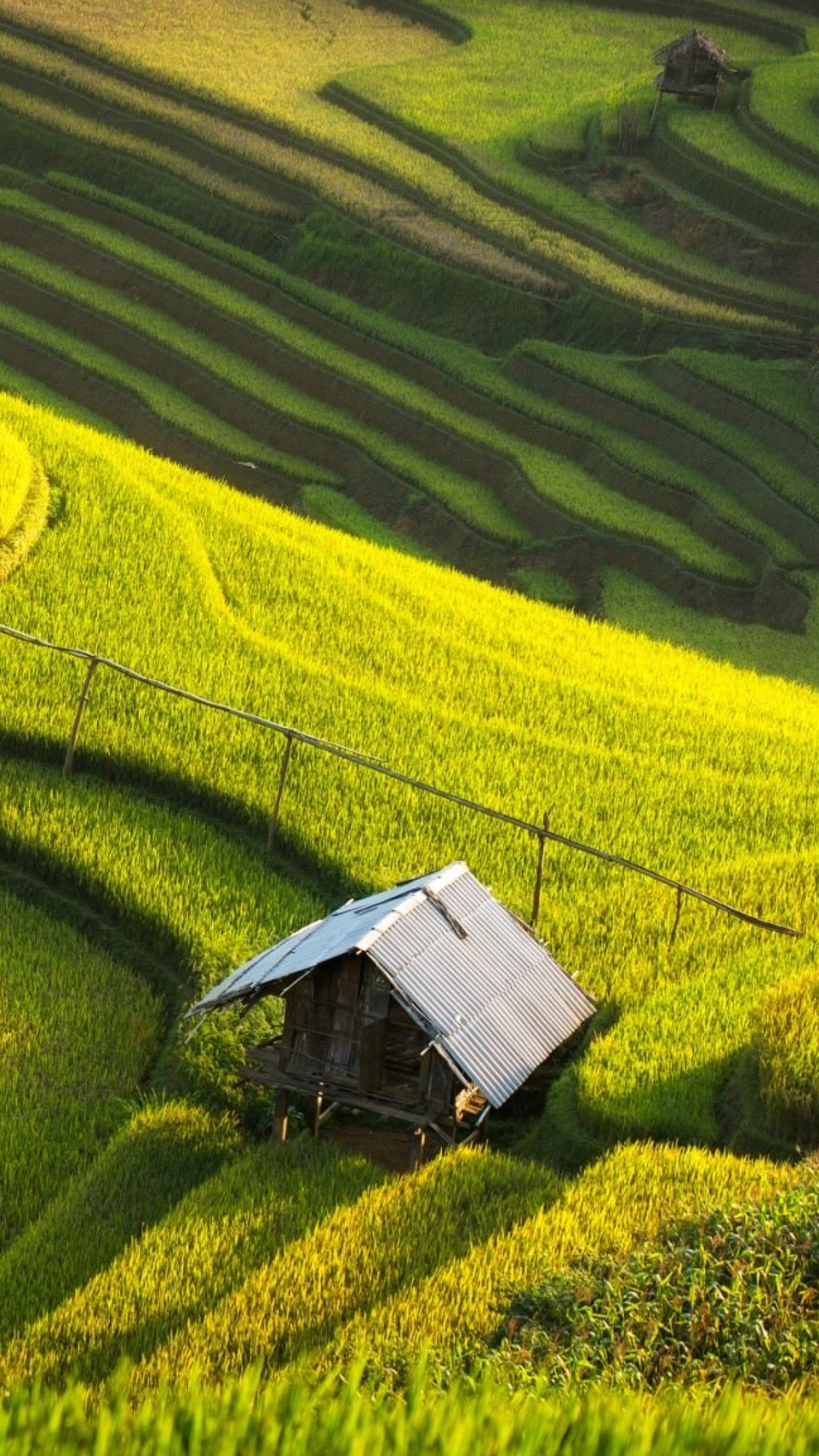 Обои терраса, рисовое поле, поле, сельское хозяйство, пейзаж в разрешении 1080x1920