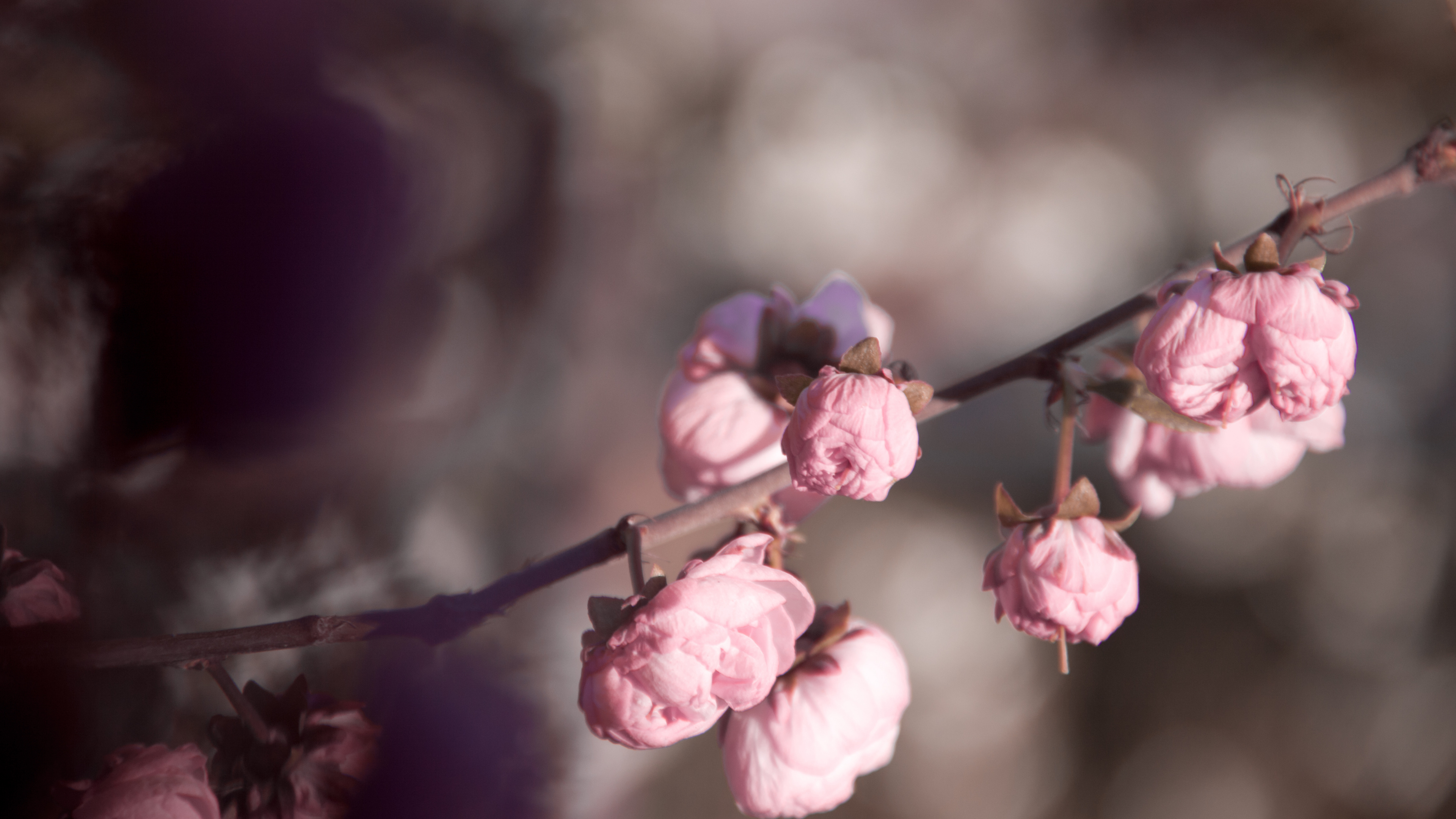 Обои весна, сад роз, цветение вишни, Роза, ветвь в разрешении 3840x2160