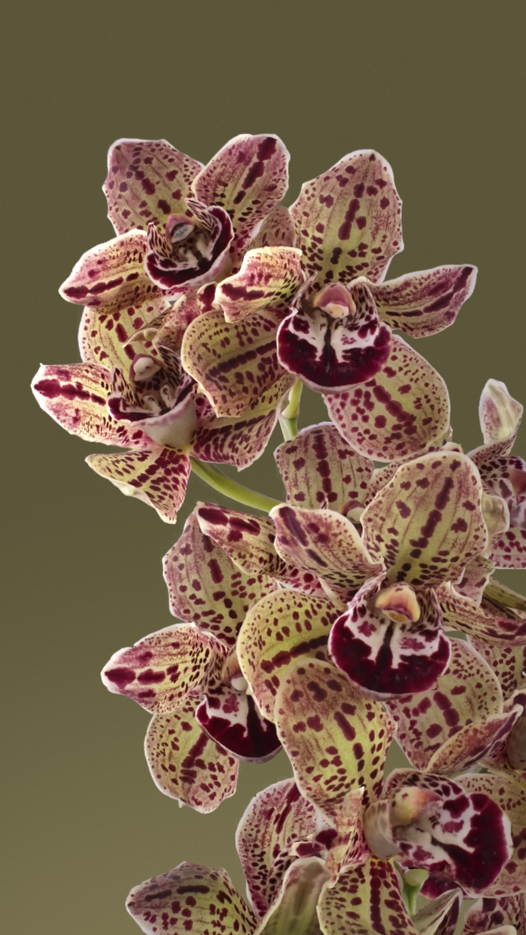 Обои Пиксельное цветение, Гугл пиксель 7, Google Пиксель 7 128 ГБ, Google, SIM-карта в разрешении 1080x1920