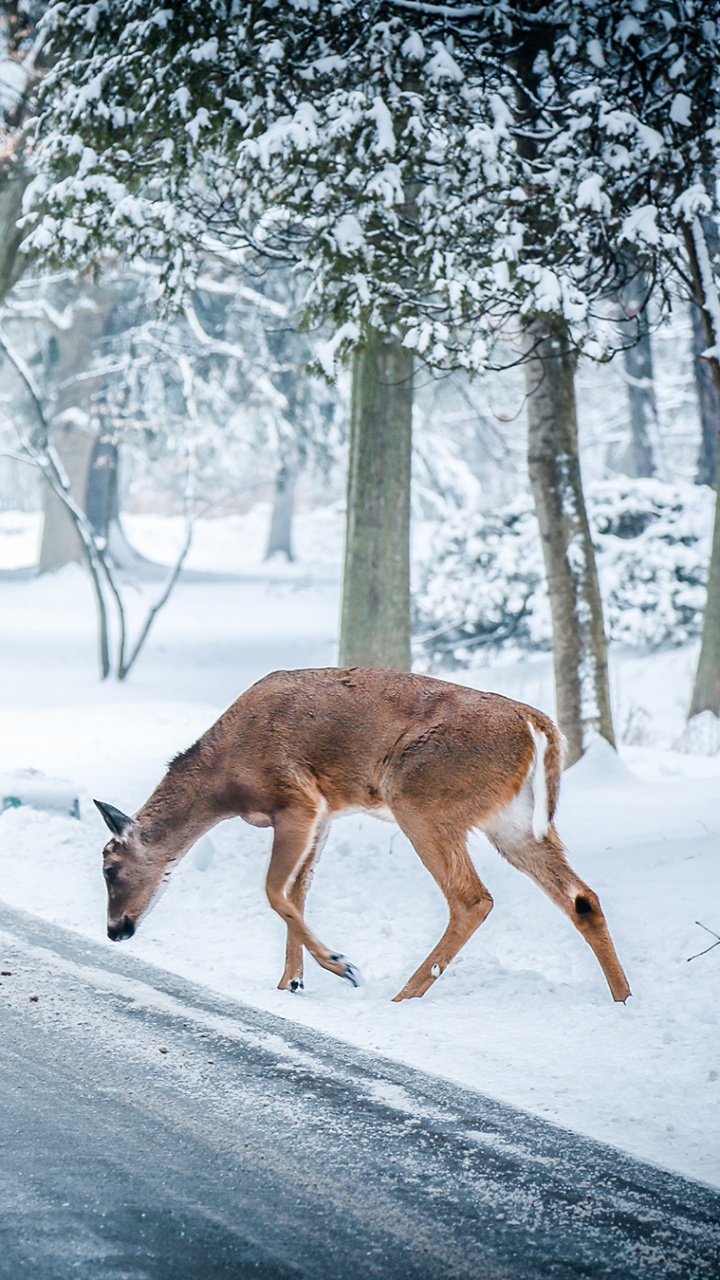 Обои олень, зима, снег, живая природа, природа в разрешении 720x1280