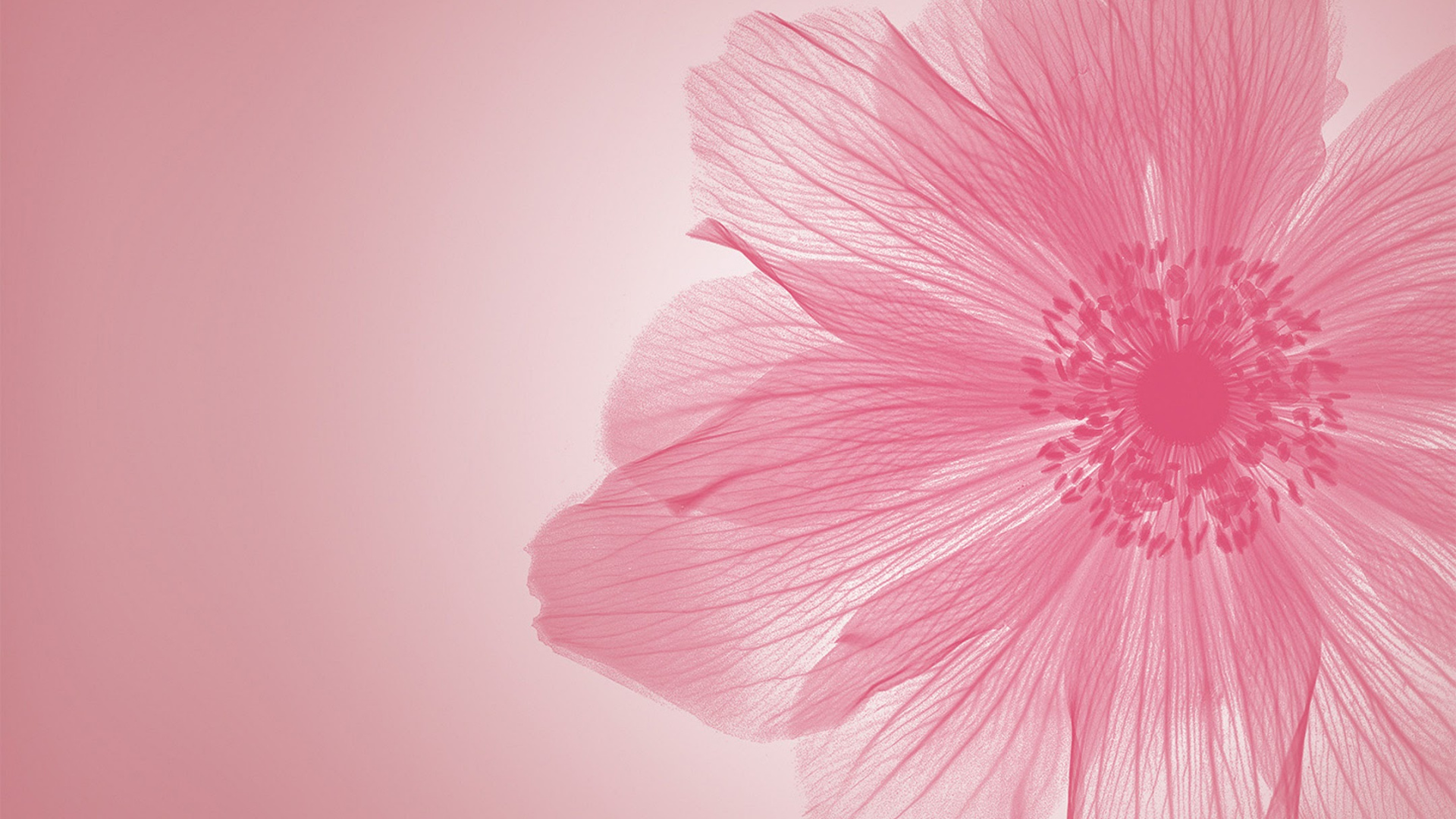 Обои Huawei, Huawei Enjoy 7, цветок, смартфон, лепесток в разрешении 1920x1080