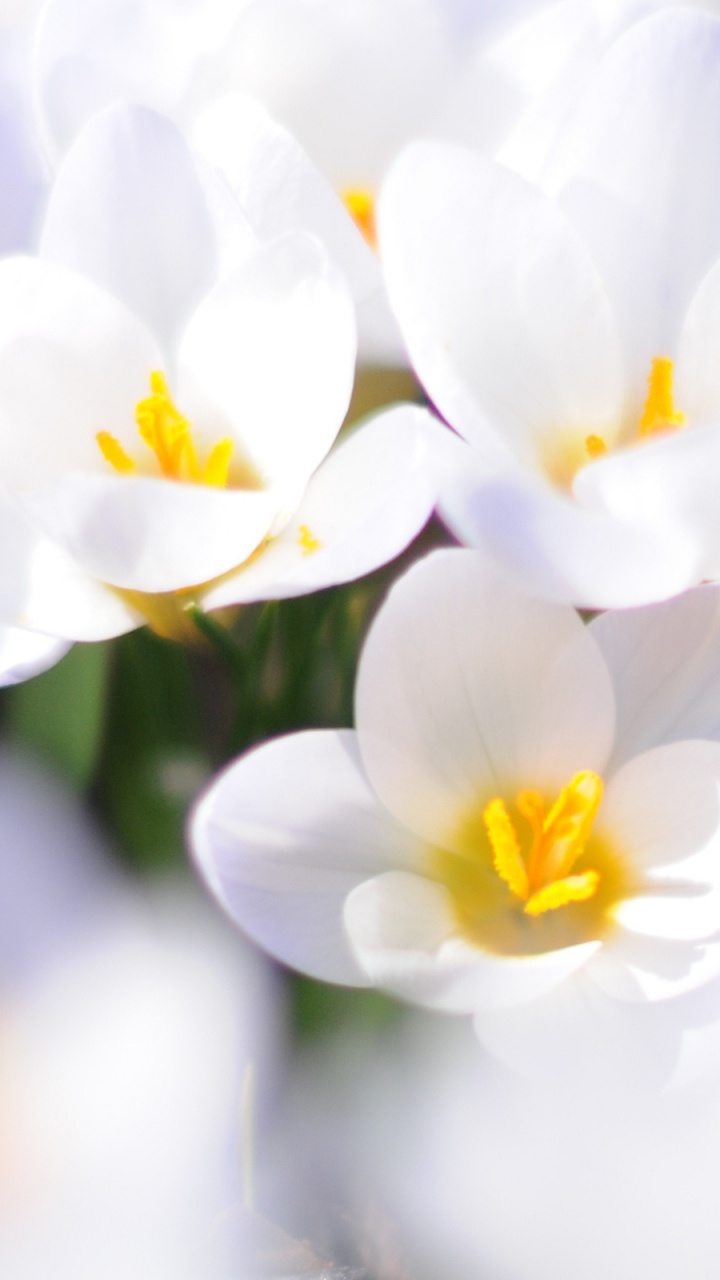 Обои цветковое растение, лепесток, белые, весна, Крокус в разрешении 720x1280