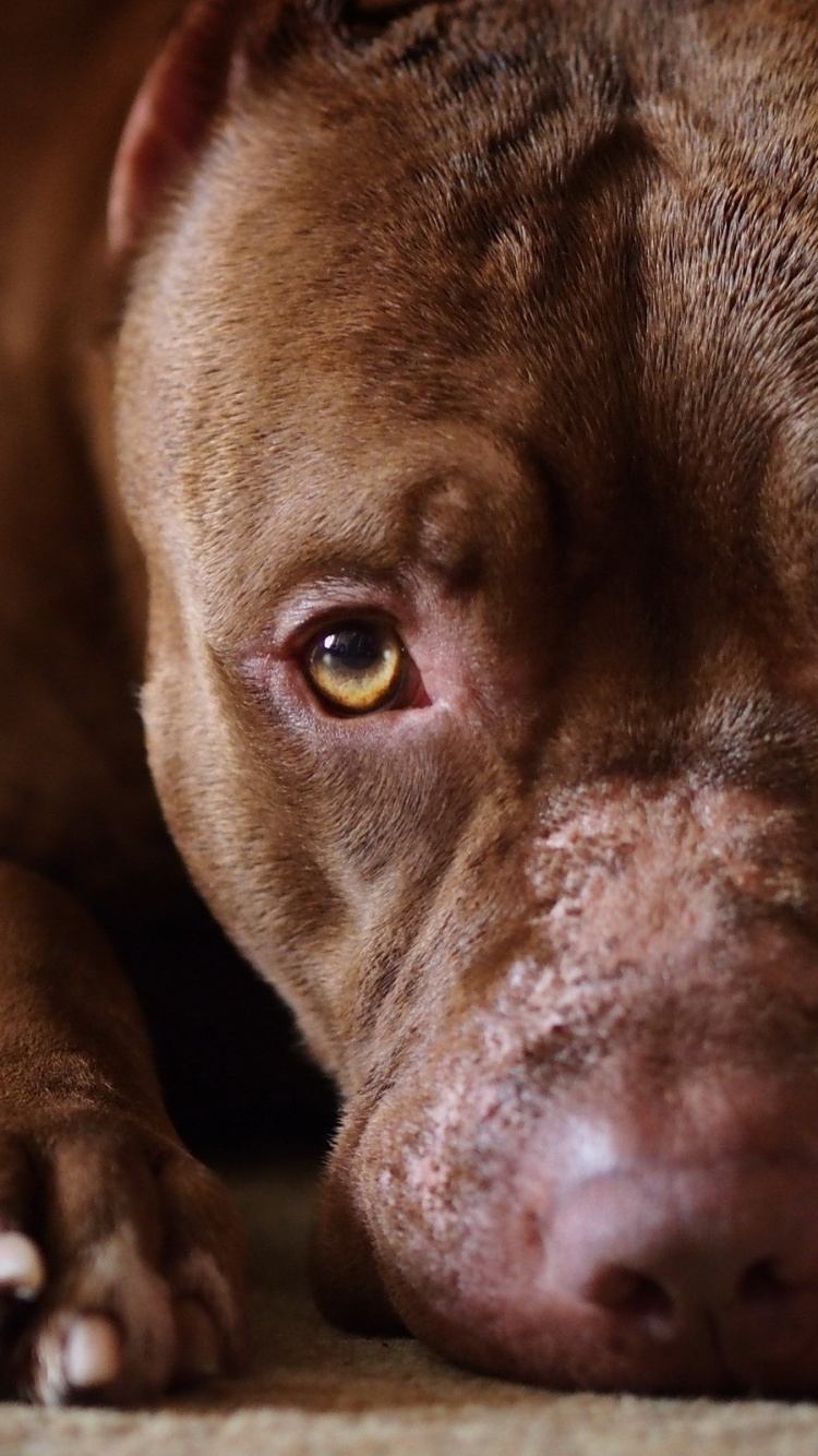 Обои американский питбультерьер, питбуль, собака породы, нос, морда в разрешении 750x1334