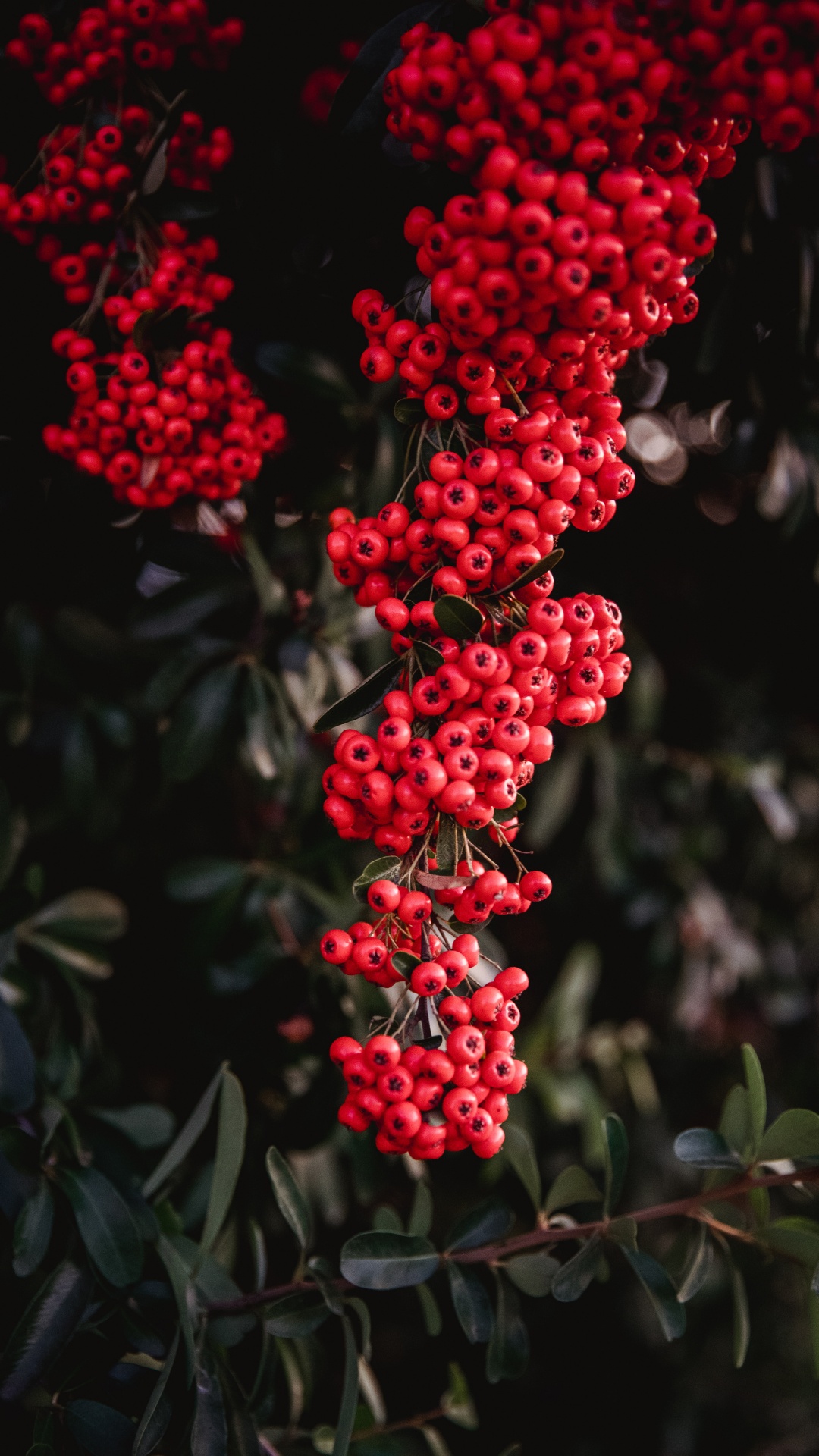 Обои красный цвет, ягоды, цветок, растение, Гетеромелес в разрешении 1080x1920