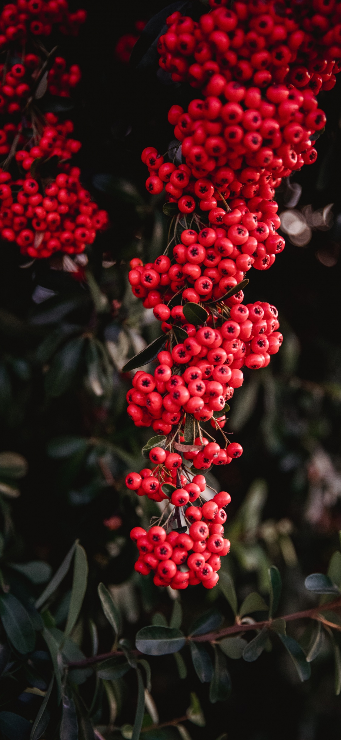 Обои красный цвет, ягоды, цветок, растение, Гетеромелес в разрешении 1125x2436