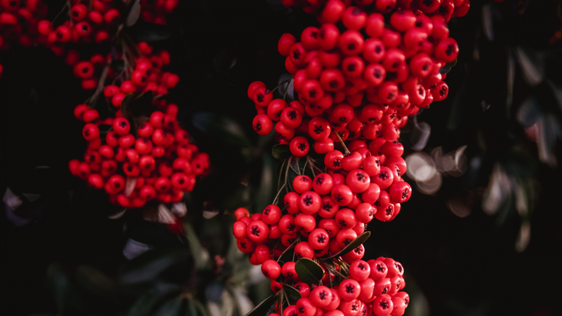 Обои красный цвет, ягоды, цветок, растение, Гетеромелес в разрешении 1920x1080