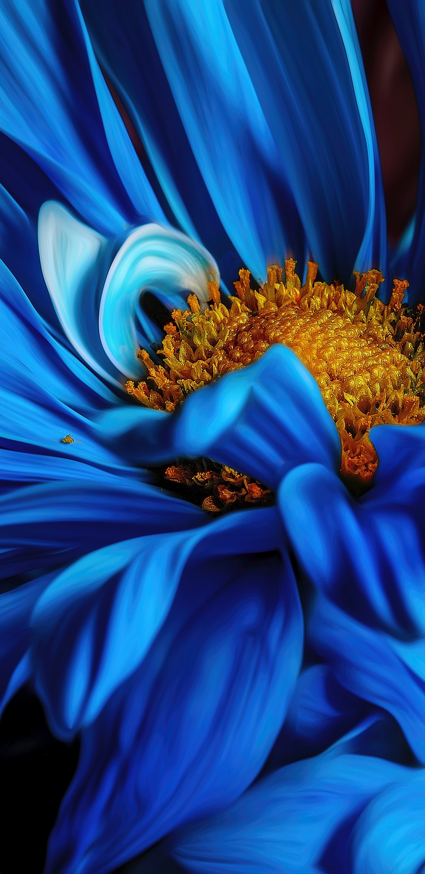 Обои Флора, цветок, растение, лепесток, синий в разрешении 1440x2960