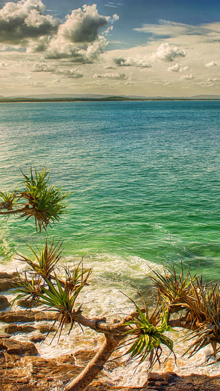 Обои побережье, море, пляж, берег, растительность в разрешении 720x1280