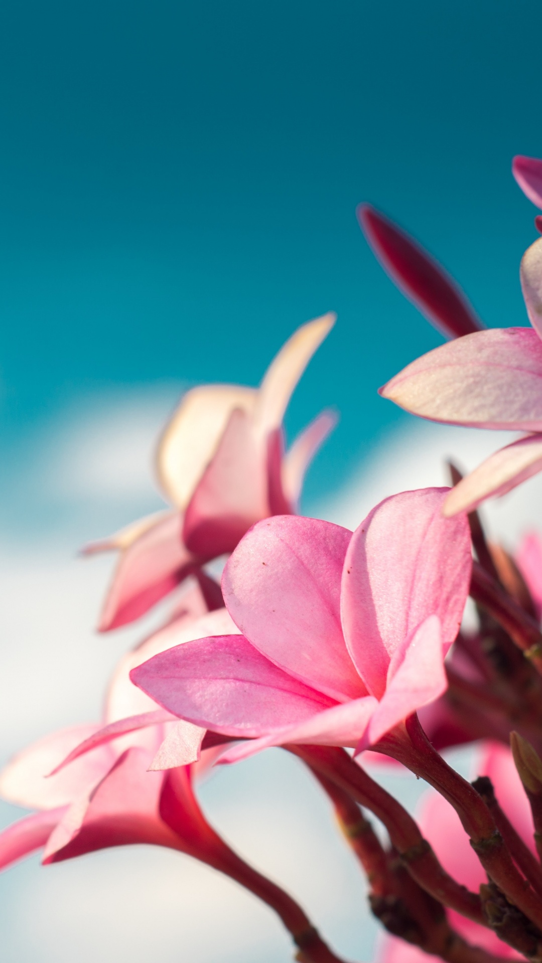Обои франжипани, цветок, цветковое растение, розовый, лепесток в разрешении 1080x1920