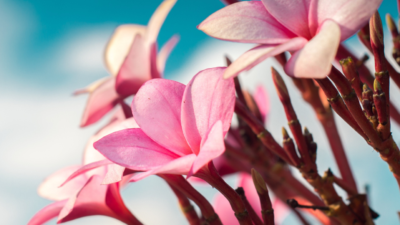 Обои франжипани, цветок, цветковое растение, розовый, лепесток в разрешении 1280x720