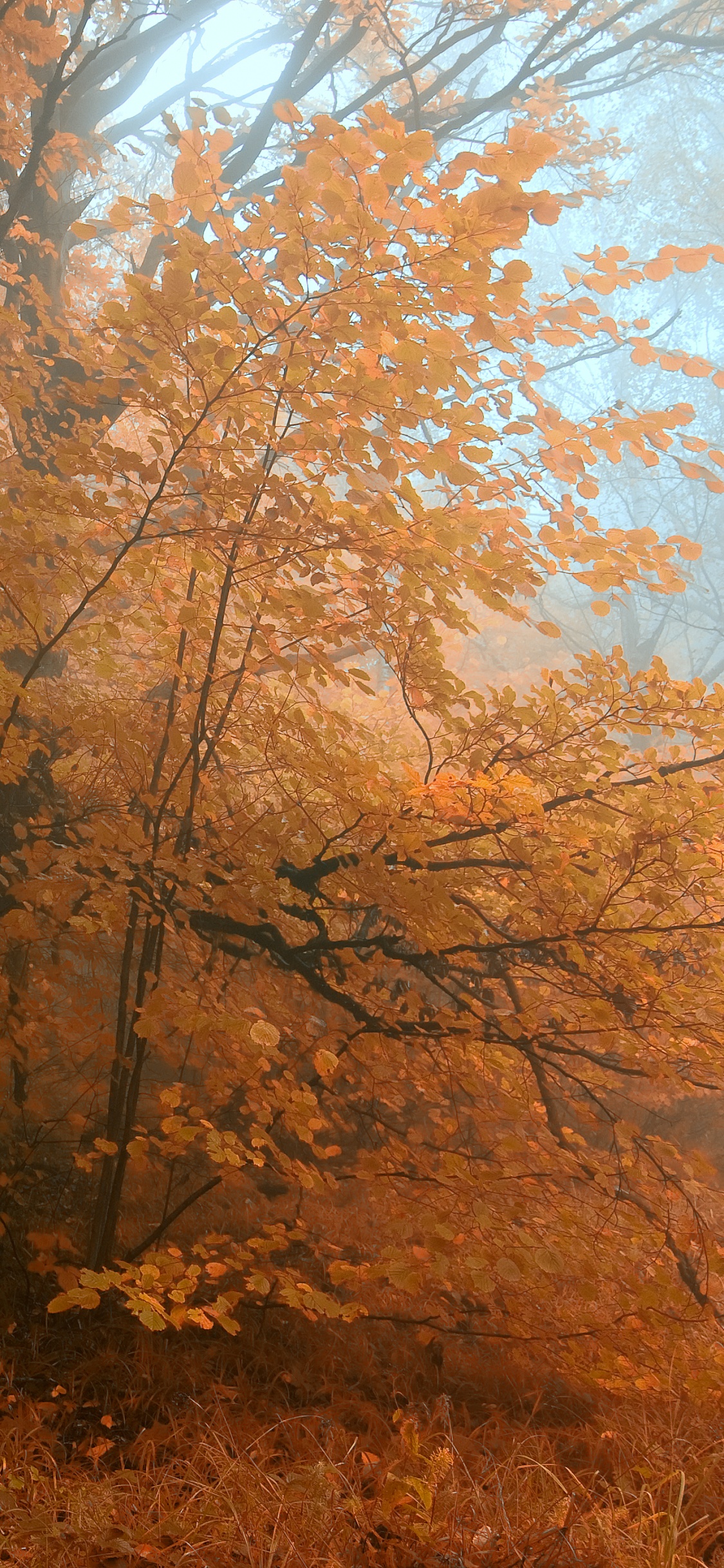 Обои осень, дерево, природа, лесистая местность, лист в разрешении 1125x2436