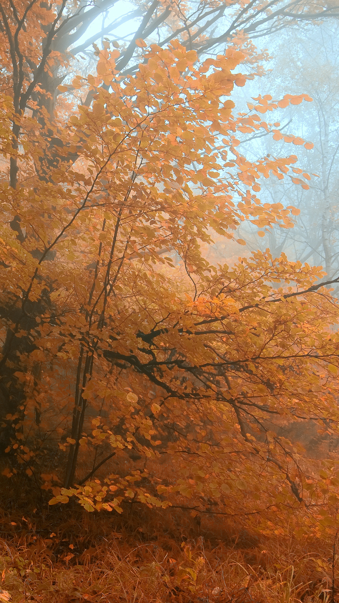 Обои осень, дерево, природа, лесистая местность, лист в разрешении 1440x2560