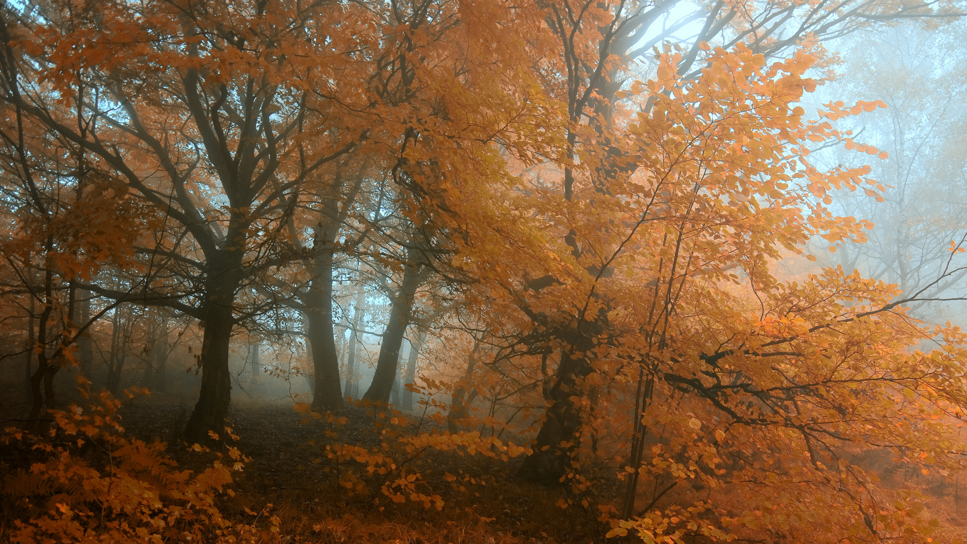 Обои осень, дерево, природа, лесистая местность, лист в разрешении 1920x1080