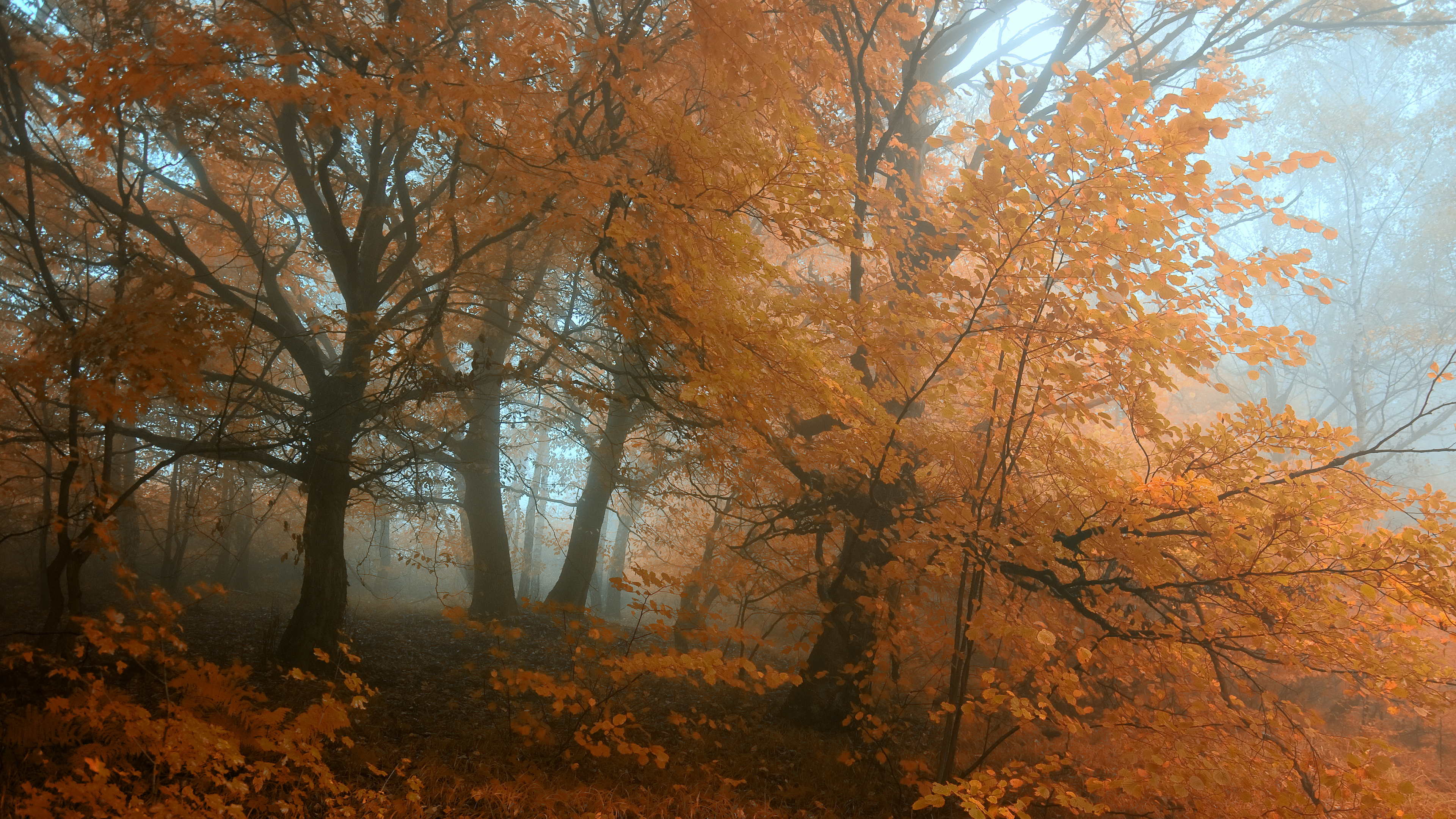 Обои осень, дерево, природа, лесистая местность, лист в разрешении 3840x2160