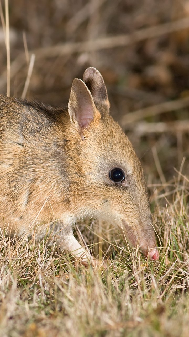 Обои австралия, Восточной запрещено бандикут, Бандикут, живая природа, Западные запрещено бандикут в разрешении 720x1280