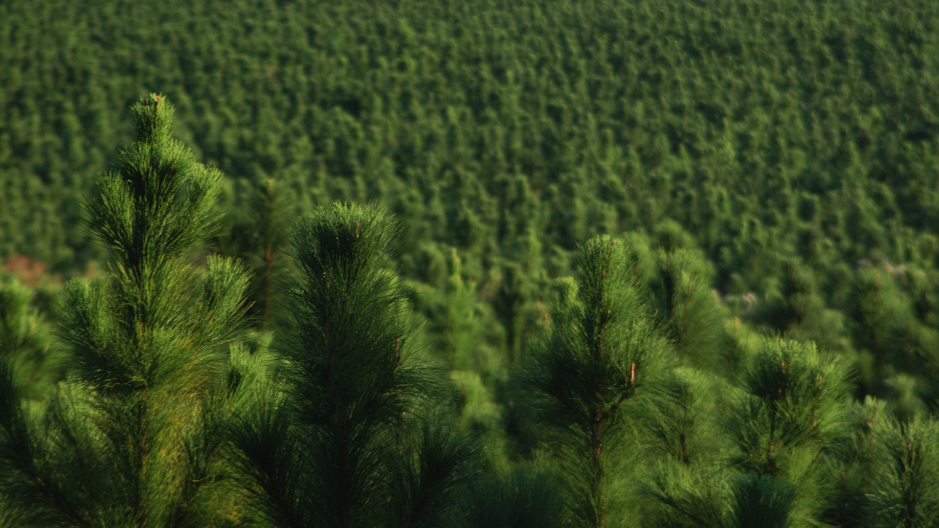 Обои лес, дерево, зеленый, растительность, поле в разрешении 1920x1080