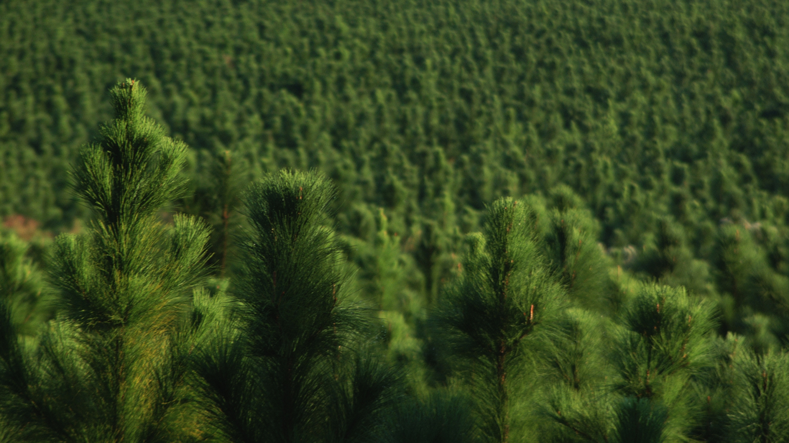 Обои лес, дерево, зеленый, растительность, поле в разрешении 2560x1440