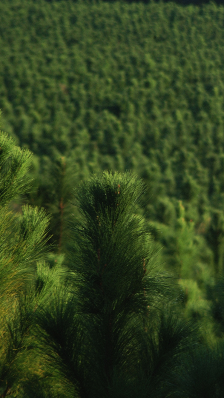 Обои лес, дерево, зеленый, растительность, поле в разрешении 750x1334