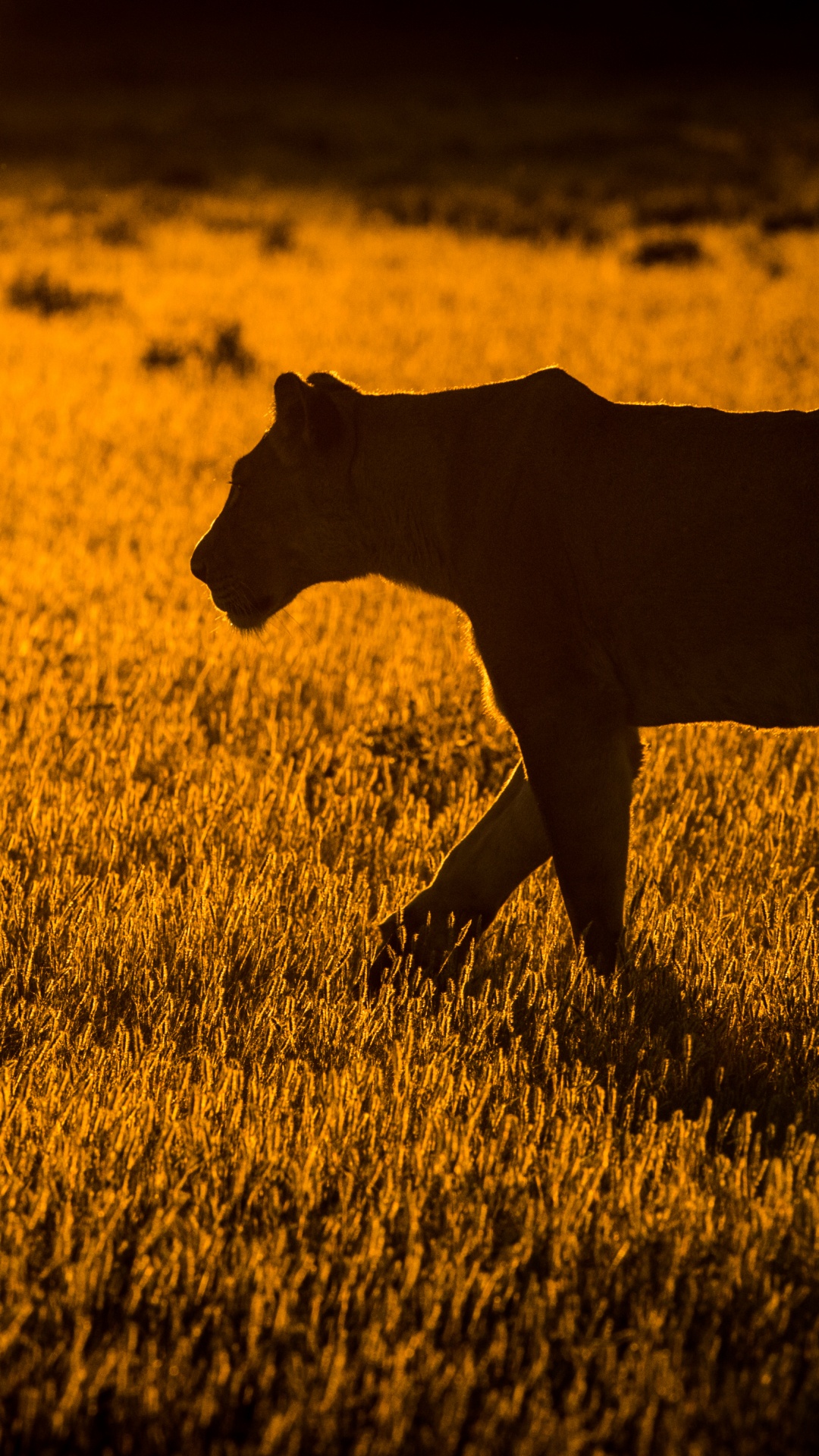 Обои Лев, живая природа, сенокосное угодье, Саванна, большая кошка в разрешении 1080x1920