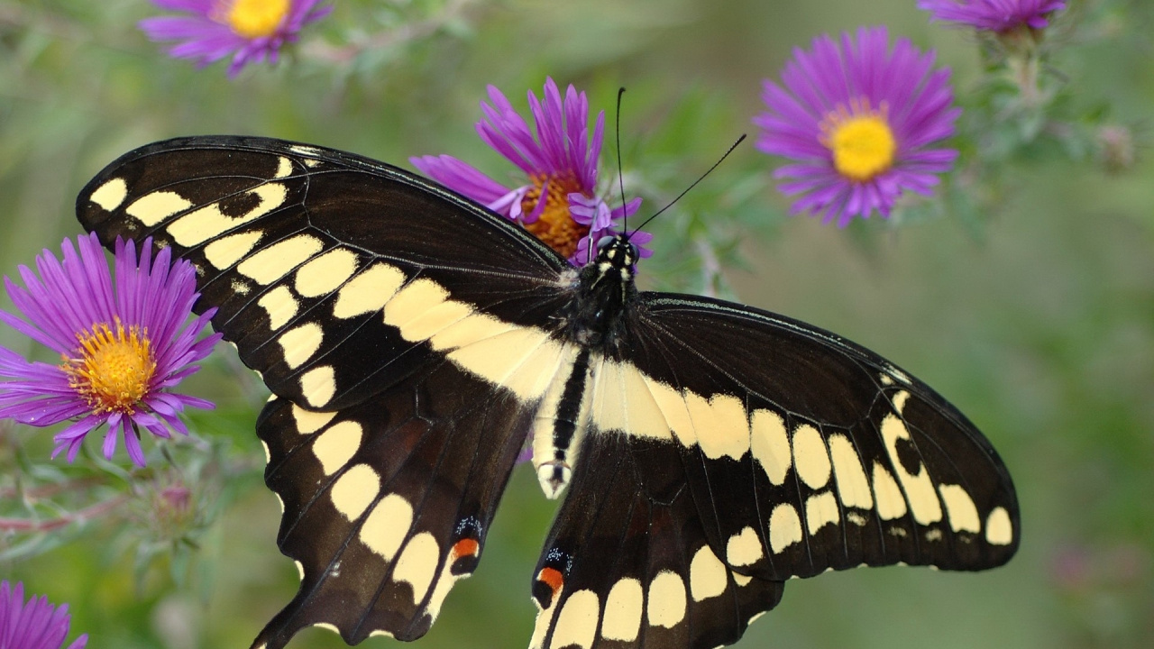 Обои насекомое, цветок, бабочка Махаон, мотыльки и бабочки, бабочка в разрешении 1280x720
