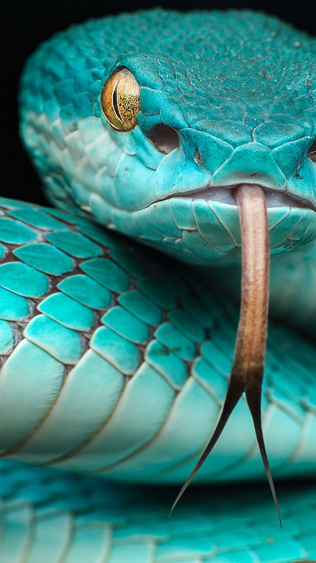 Обои Trimeresurus albolabris insularis, Trimeresurus insularis, яма гадюк, Trimeresurus flavomaculatus, ядовитая змея в разрешении 1080x1920