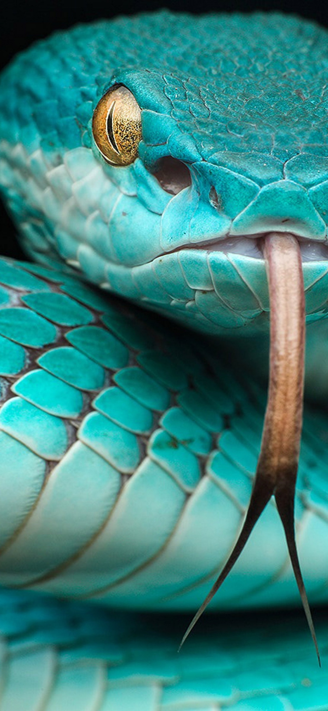 Обои Trimeresurus albolabris insularis, Trimeresurus insularis, яма гадюк, Trimeresurus flavomaculatus, ядовитая змея в разрешении 1242x2688