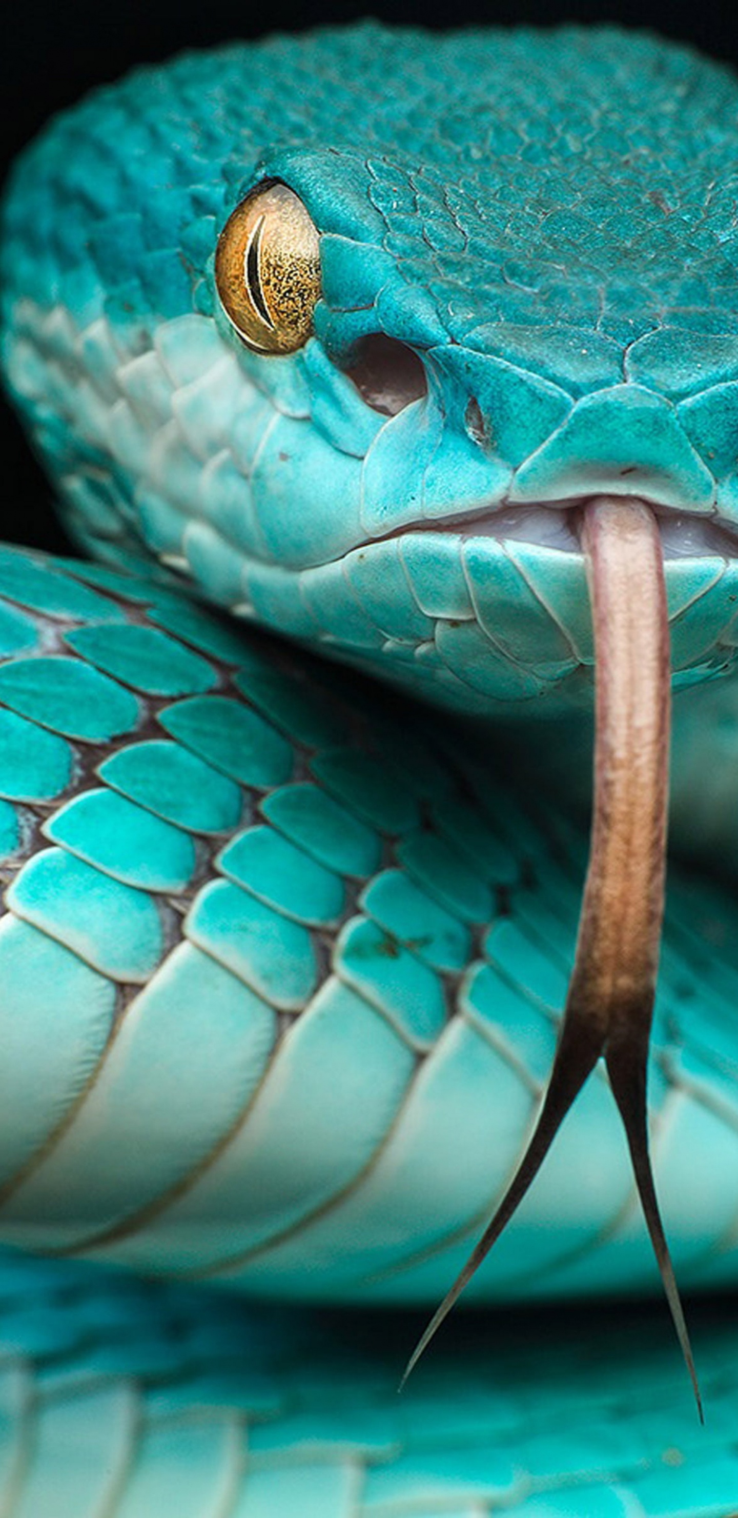 Обои Trimeresurus albolabris insularis, Trimeresurus insularis, яма гадюк, Trimeresurus flavomaculatus, ядовитая змея в разрешении 1440x2960