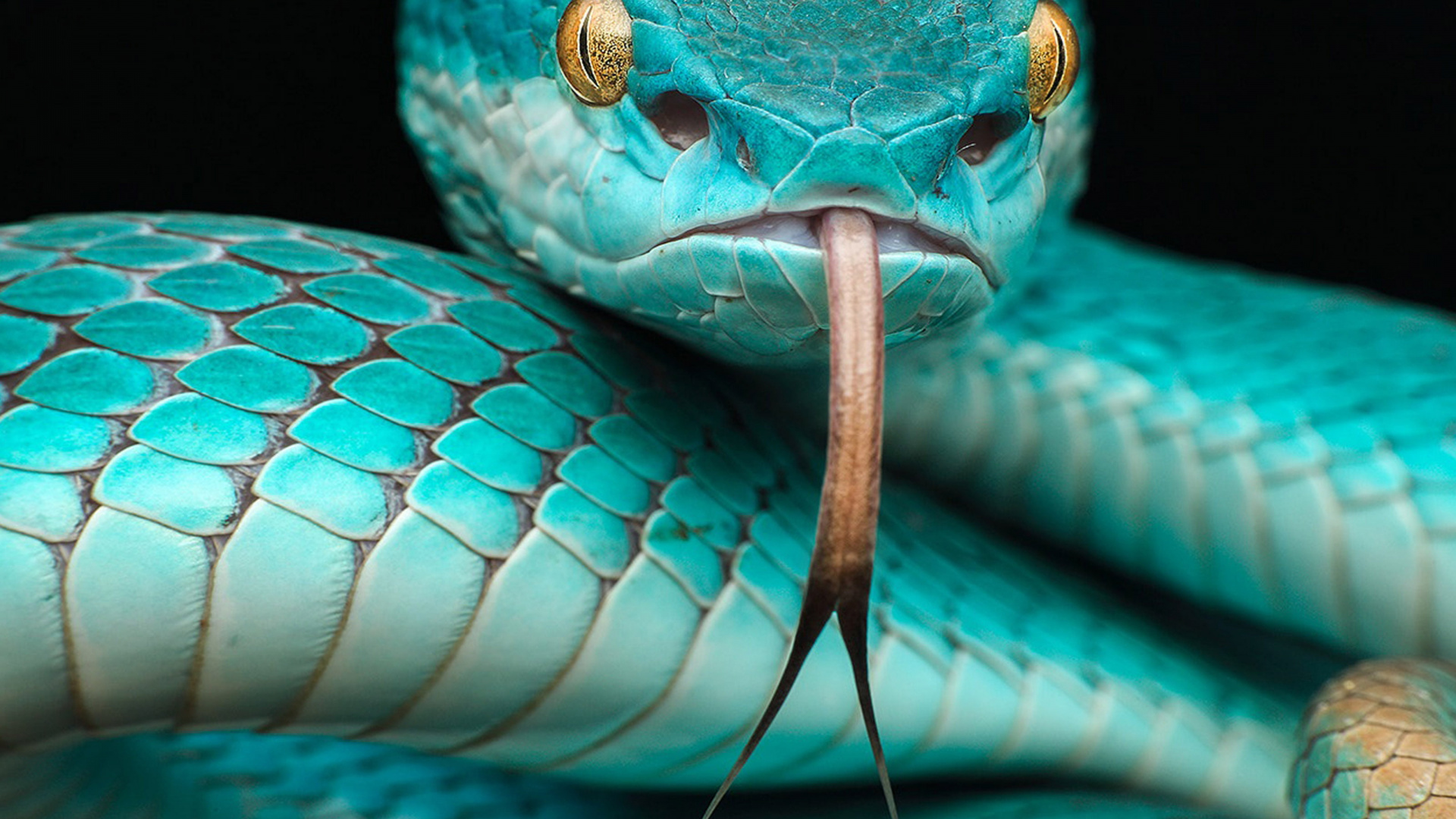 Обои Trimeresurus albolabris insularis, Trimeresurus insularis, яма гадюк, Trimeresurus flavomaculatus, ядовитая змея в разрешении 1920x1080