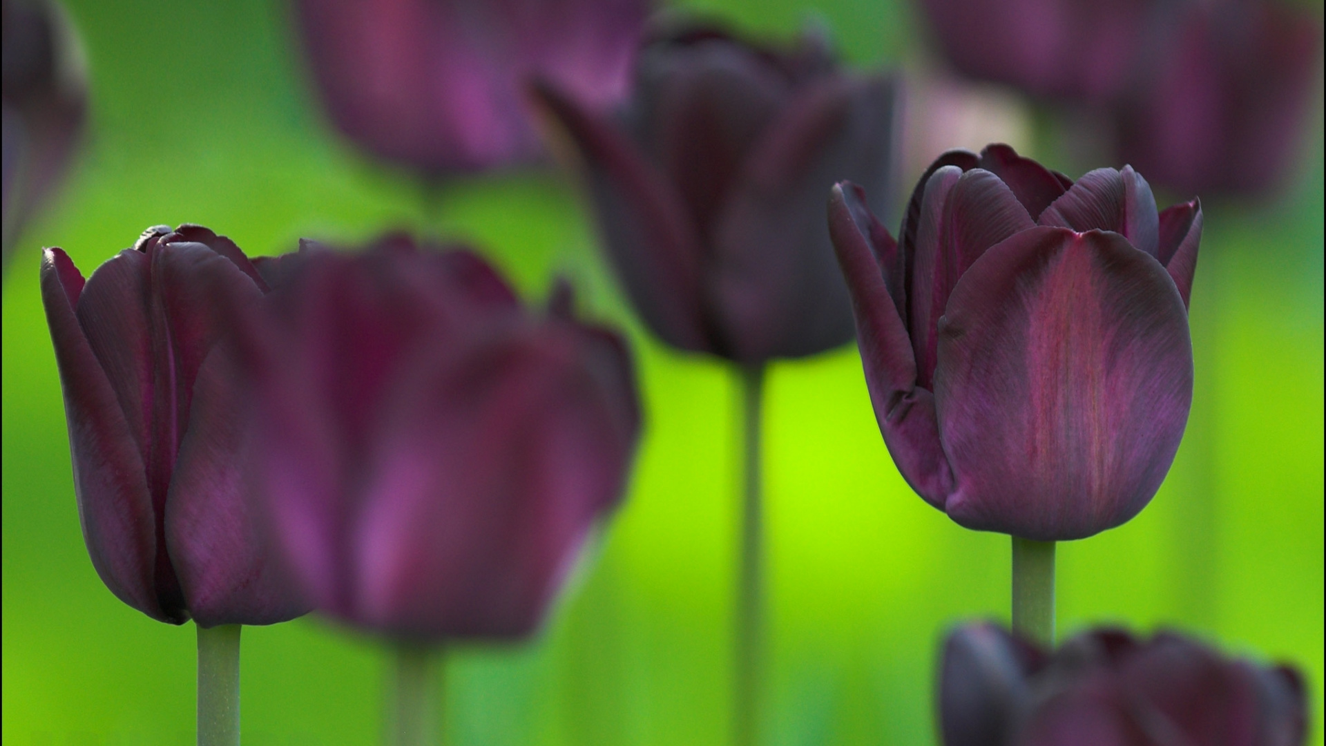 Обои цветковое растение, лепесток, пурпур, растение, Фиолетовый в разрешении 1920x1080