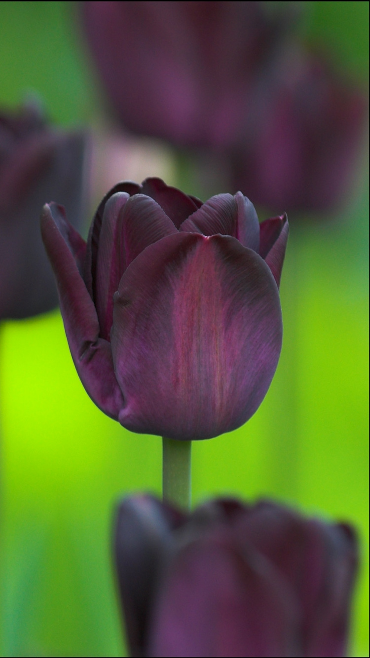 Обои цветковое растение, лепесток, пурпур, растение, Фиолетовый в разрешении 750x1334