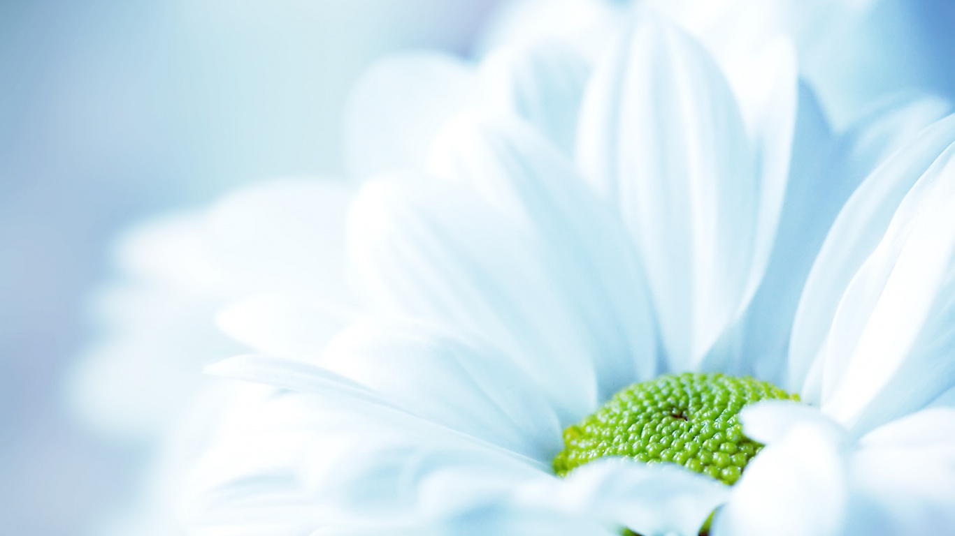 Обои лепесток, белые, синий, Маргаритка, небо в разрешении 1366x768