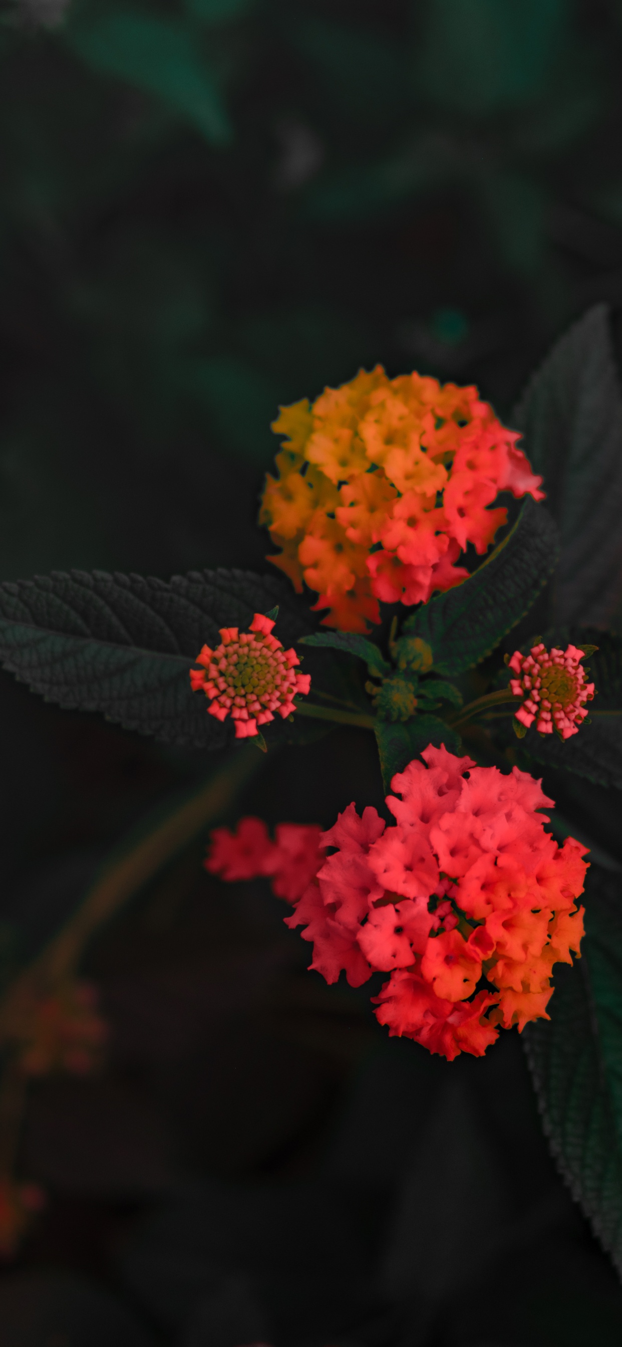 Обои Западной Части Индийского Лантана, цветковое растение, цветок, красный цвет, растение в разрешении 1242x2688