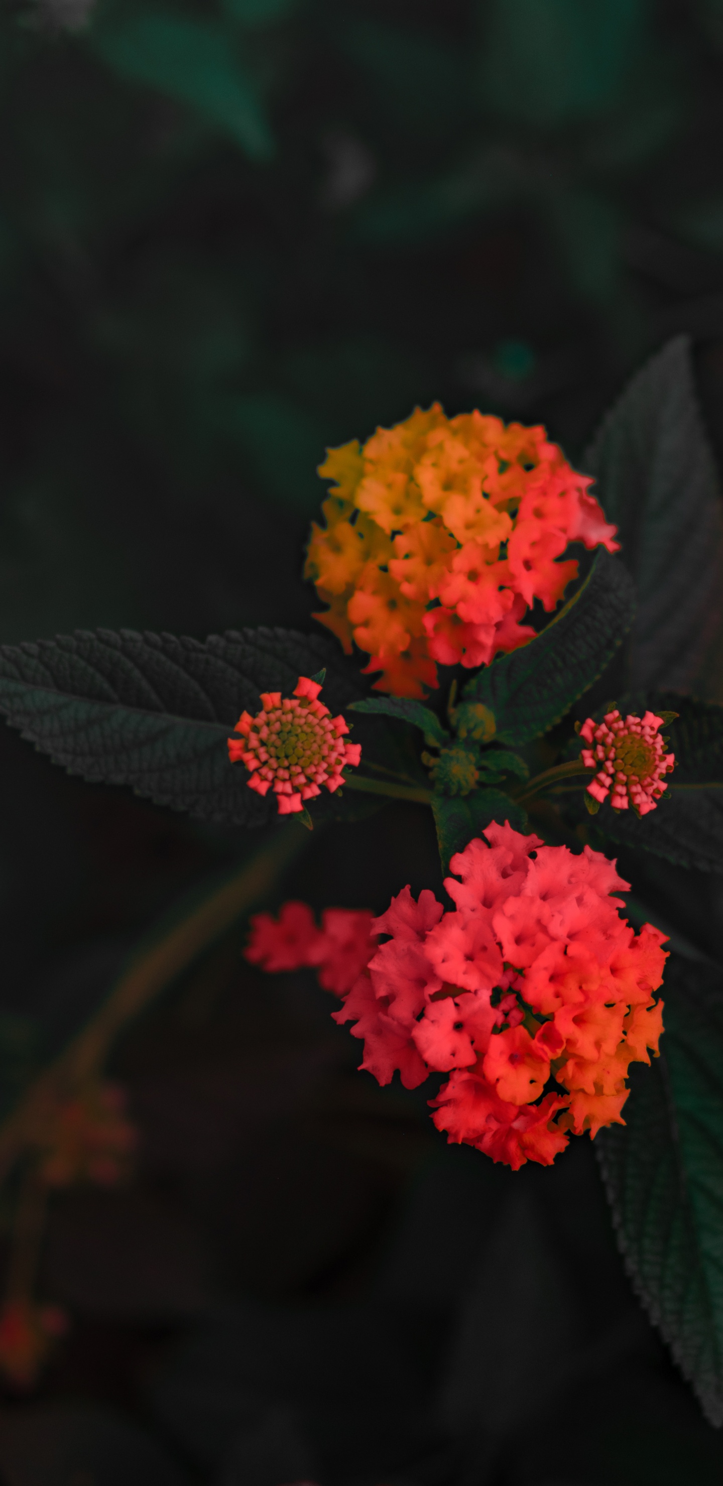 Обои Западной Части Индийского Лантана, цветковое растение, цветок, красный цвет, растение в разрешении 1440x2960