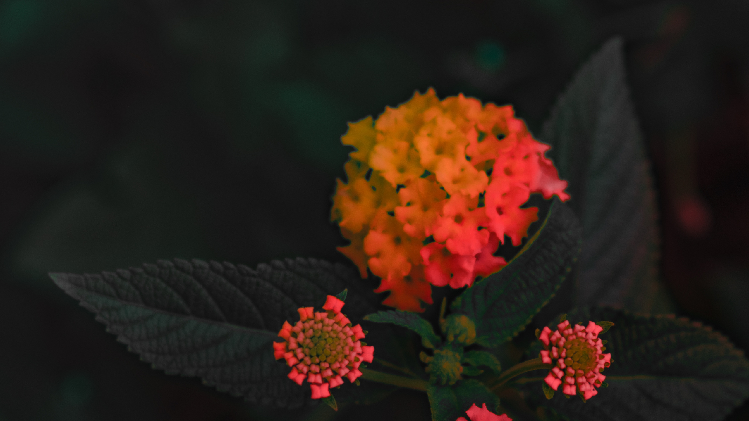 Обои Западной Части Индийского Лантана, цветковое растение, цветок, красный цвет, растение в разрешении 2560x1440