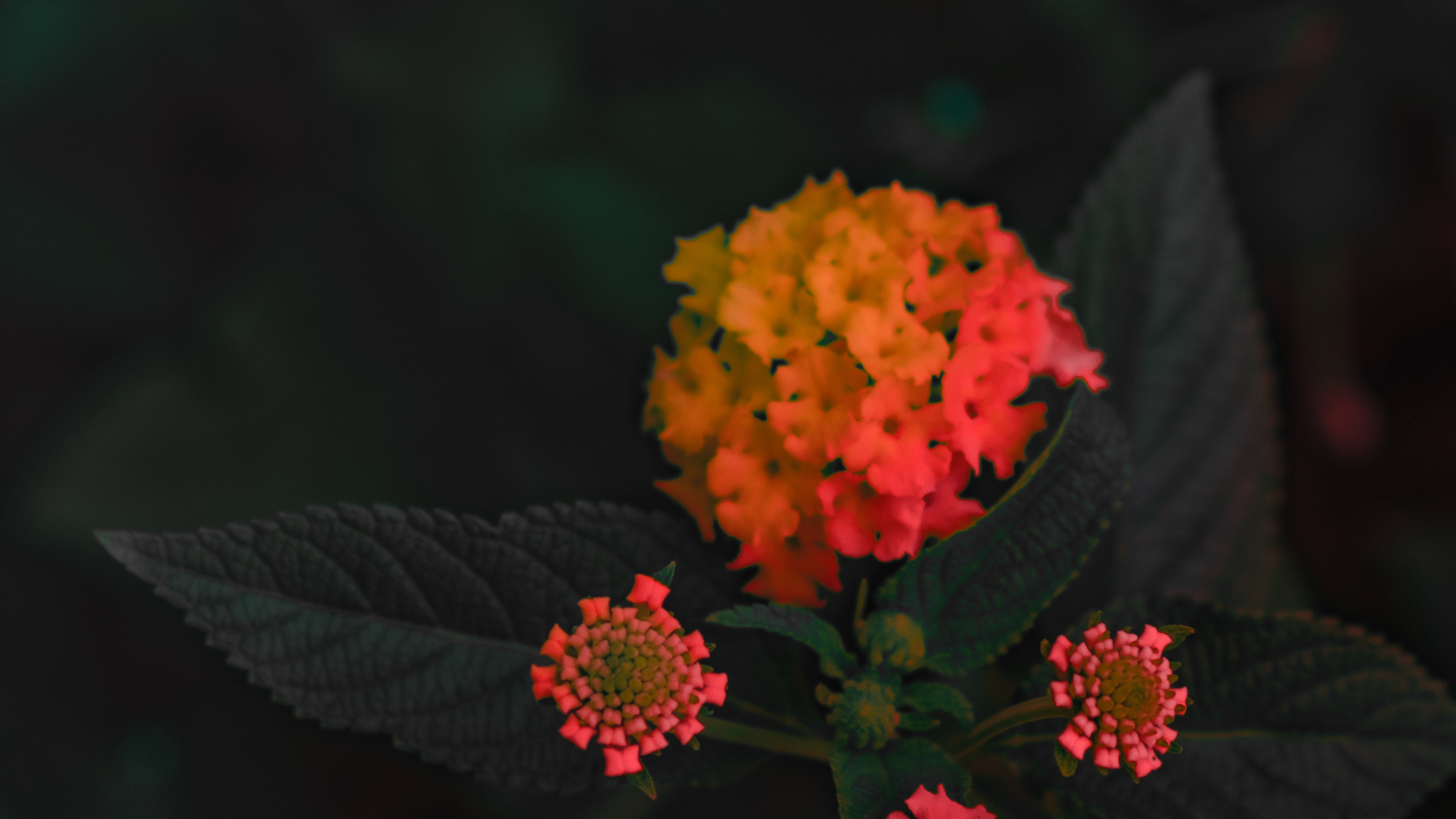 Обои Западной Части Индийского Лантана, цветковое растение, цветок, красный цвет, растение в разрешении 3840x2160