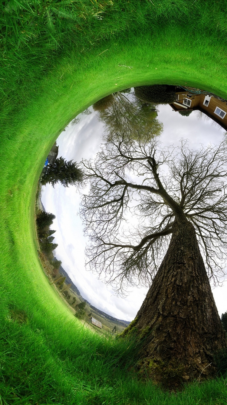 Обои зеленый, природа, дерево, лес, растительность в разрешении 750x1334